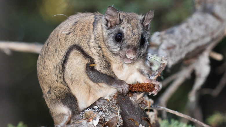 Glaucomys close up branch