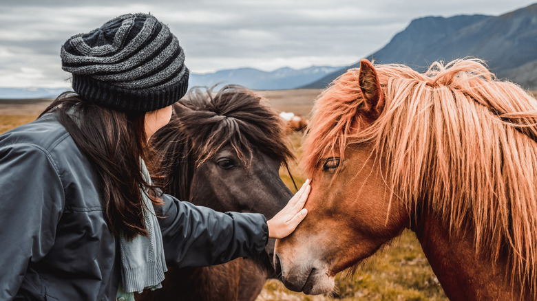 iceland girl horse