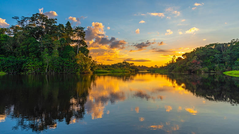Amazon rainforest