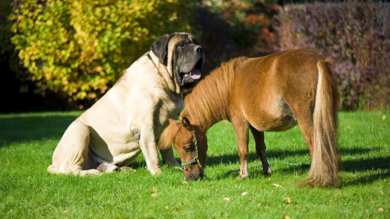 english mastiff and mini horse