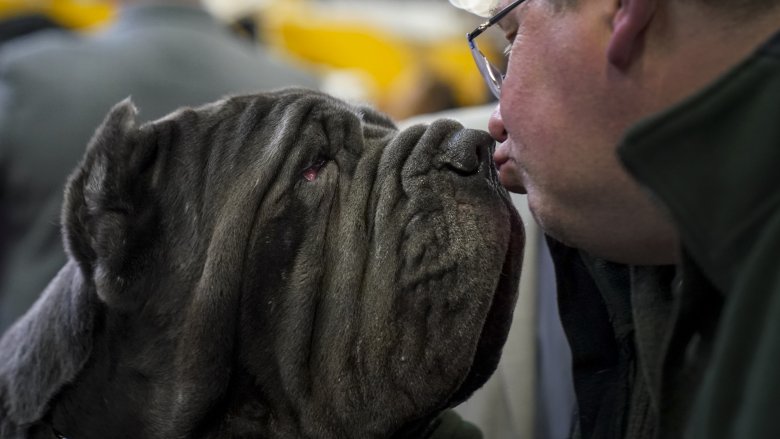 mastino neapolitan mastiff