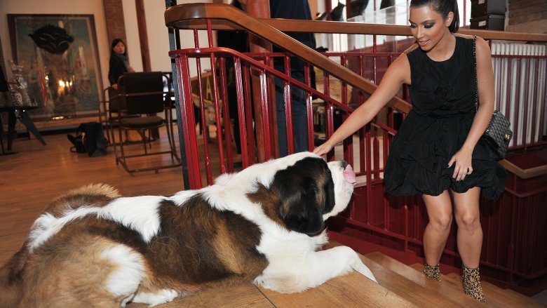 saint bernard dog kim kardashian