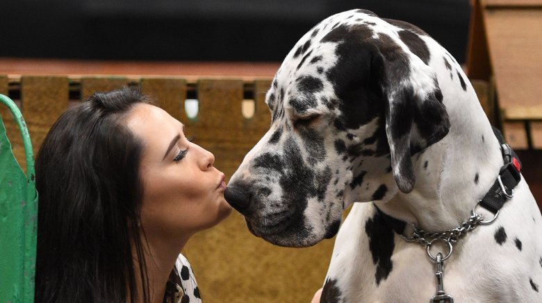 giant great dane kissing girl