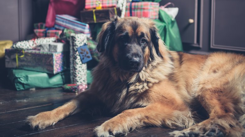 leonberger christmas tree
