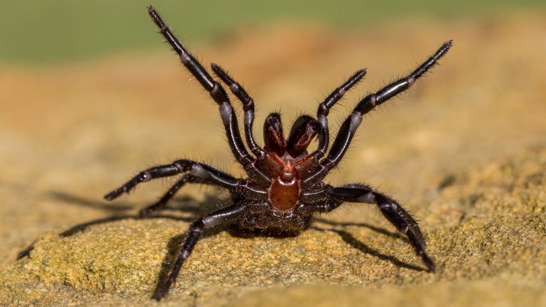 Sydney funnel spider