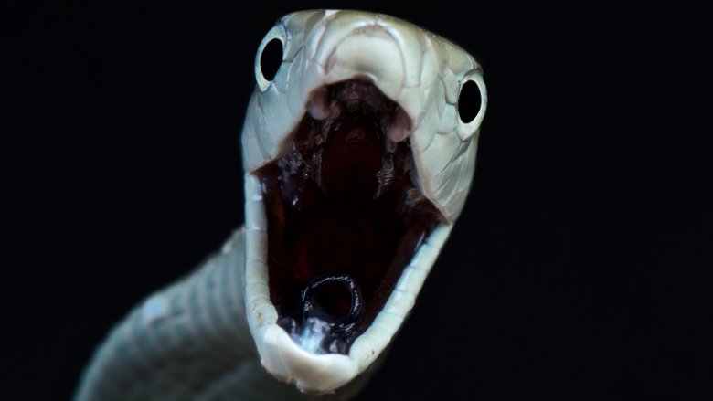 Black mamba