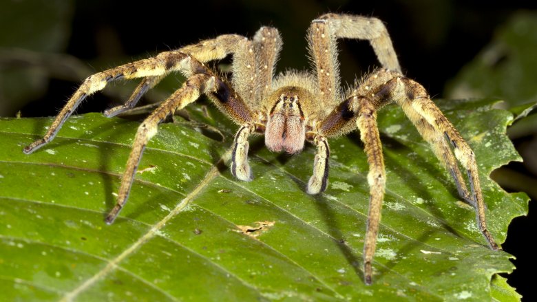 Brazilian wandering spider