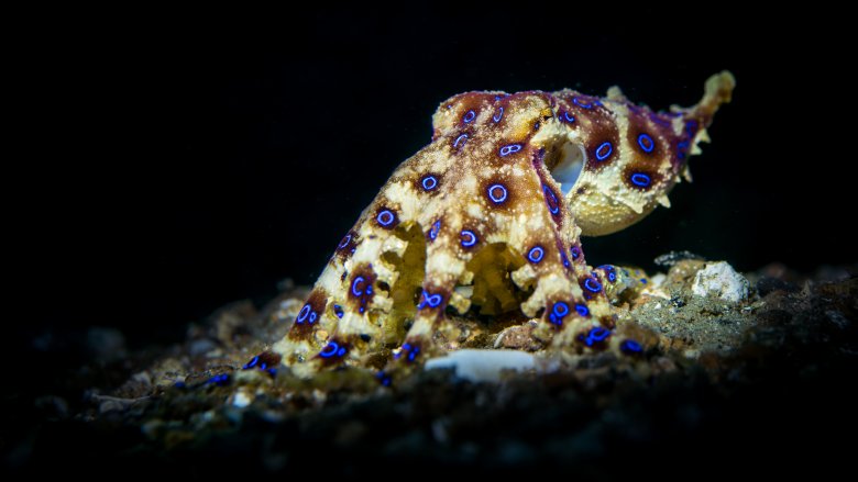 Blue-ringed octopus