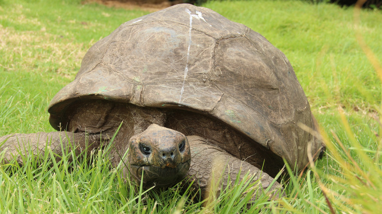 old tortoise walking