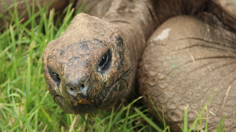 Jonathan tortoise