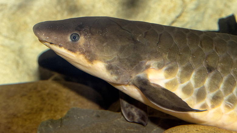 a lungfish swimming
