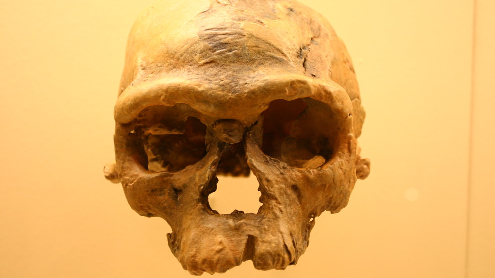 Jebel Irhoud skull