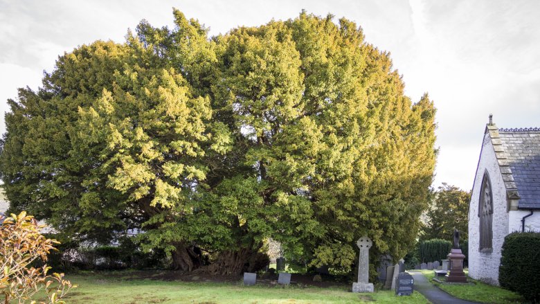 Llangernyw Yew
