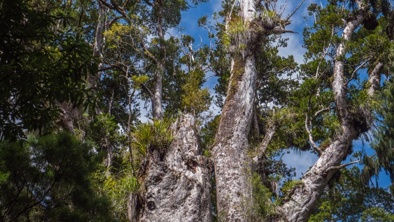 Te Matua Ngahere