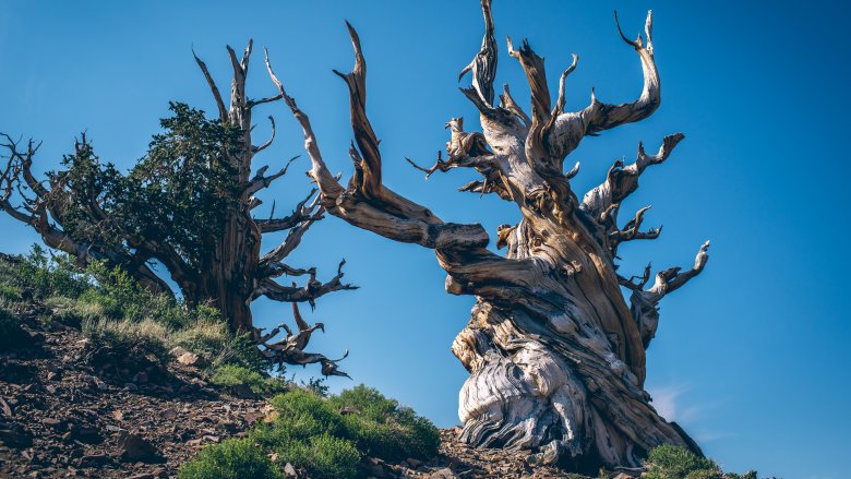 Methuselah