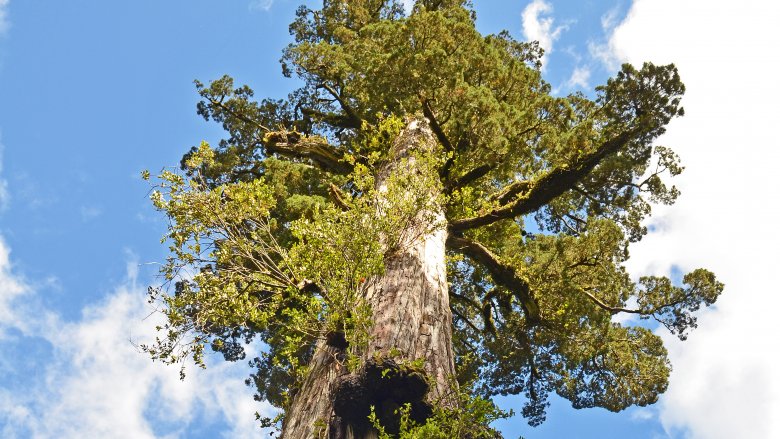 Alerce tree in Chile