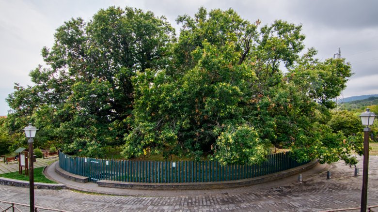 The Chestnut Tree of One Hundred Horses