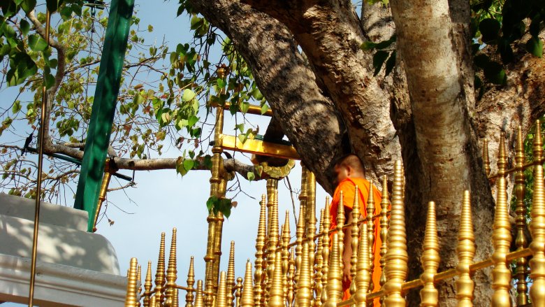 Jaya Sri Maha Bodhi