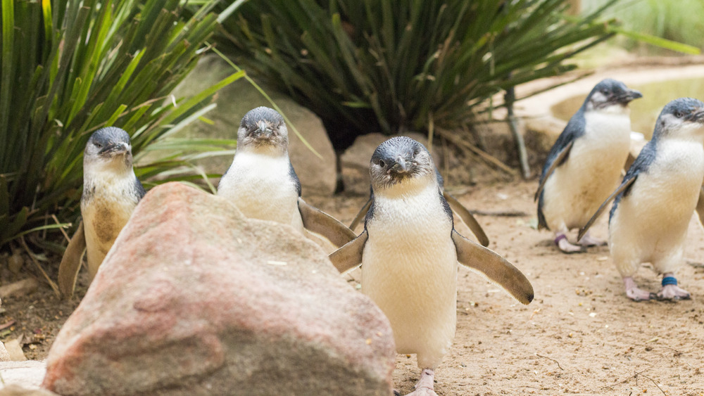 fairy penguins on the beach