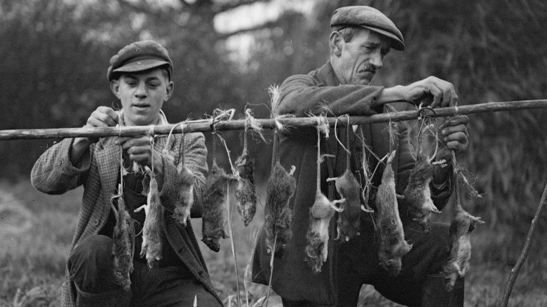 Rat catchers putting rats on string