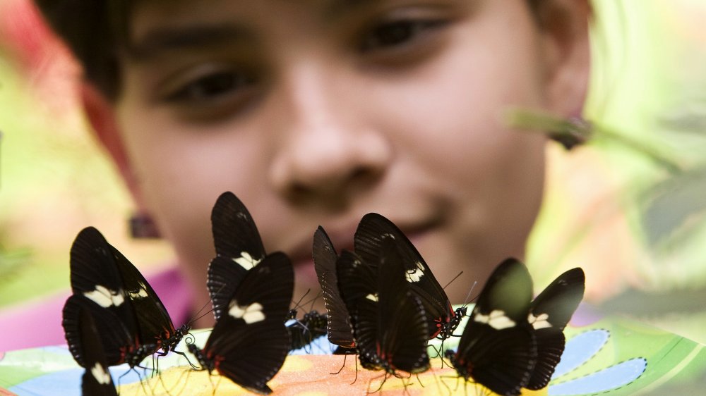 Heliconius Butterfly
