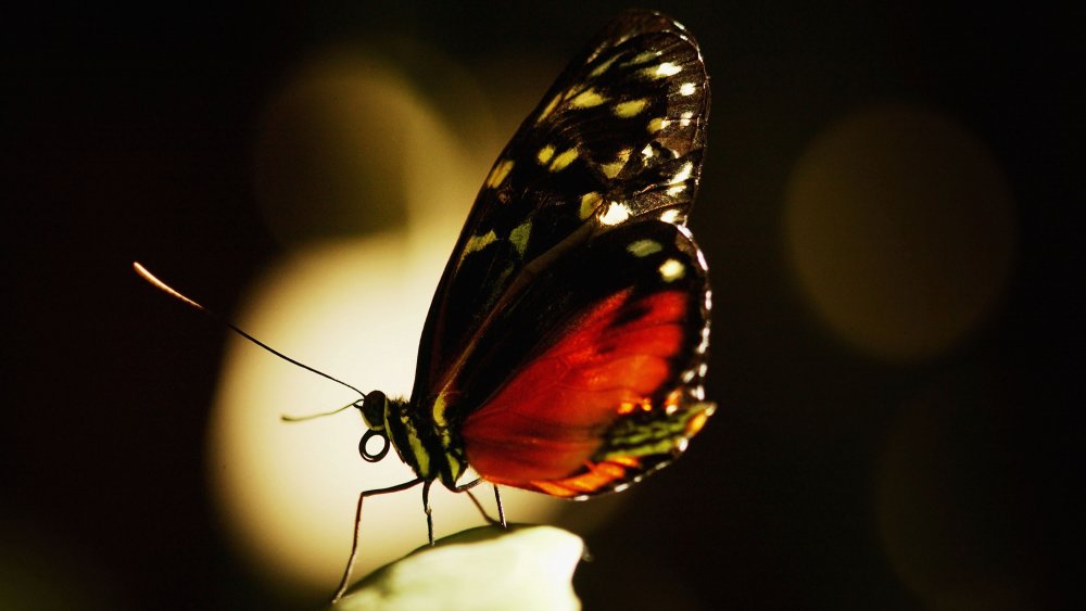 Heliconius Butterfly