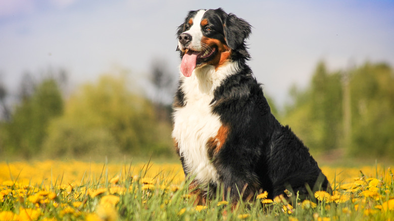 bernese mountain dog sitting in field