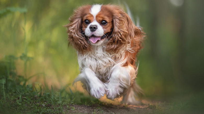Cavalier King Charles Spaniel running