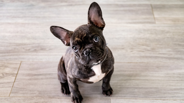 black french bulldog standing 