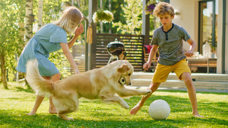 kids playing in backyard with golden retriever