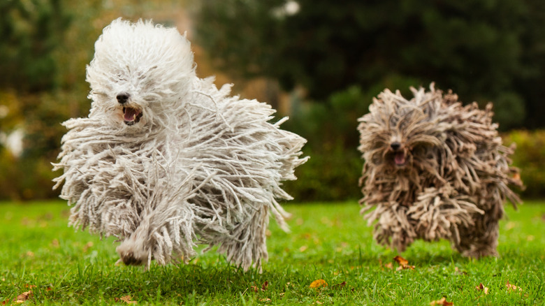 puli dogs running on grass