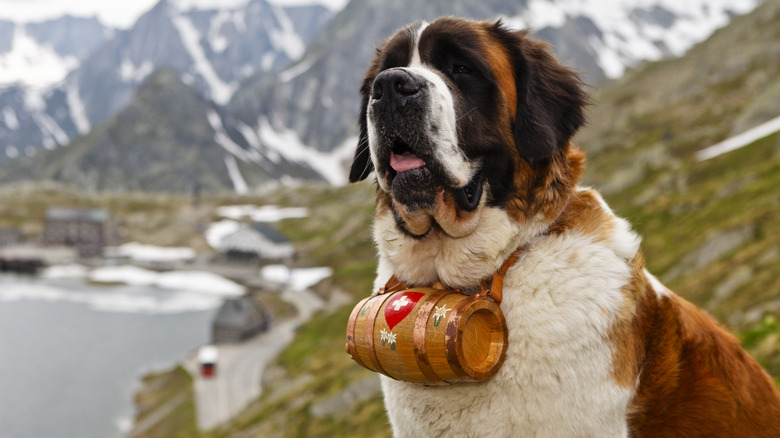 saint bernard with cask 