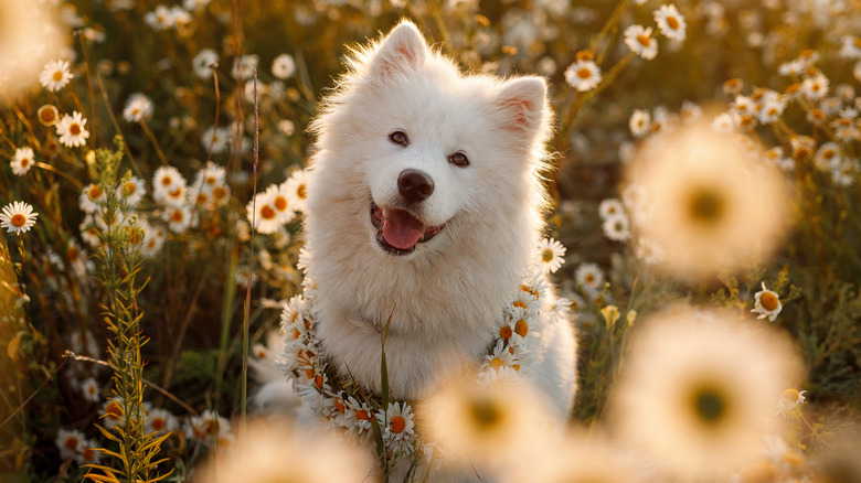 Samoyed in flowers daisies