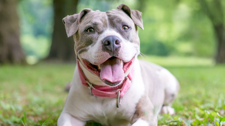 Staffordshire Bull Terrier sitting