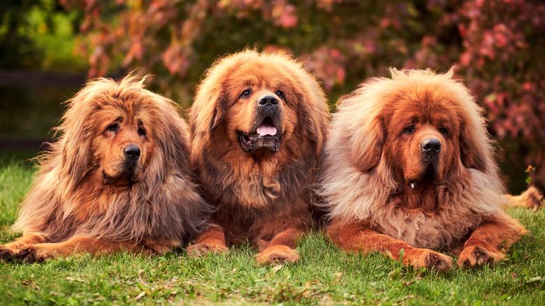 Tibetan mastiffs three lying down