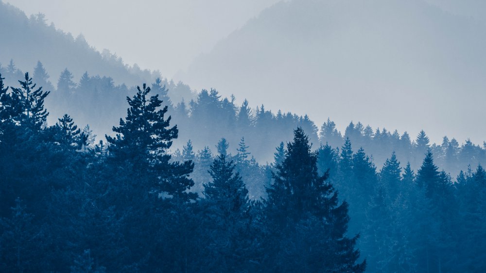 forest