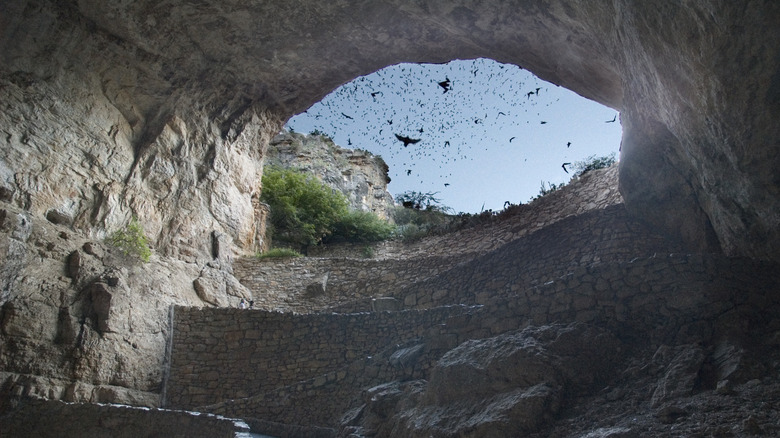 Bats exiting Carlsbad Caverns at dusk