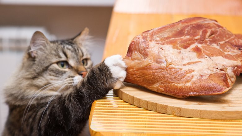 cat