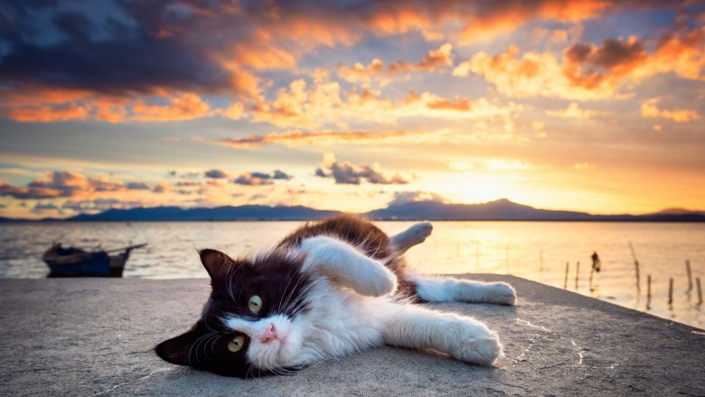 cat