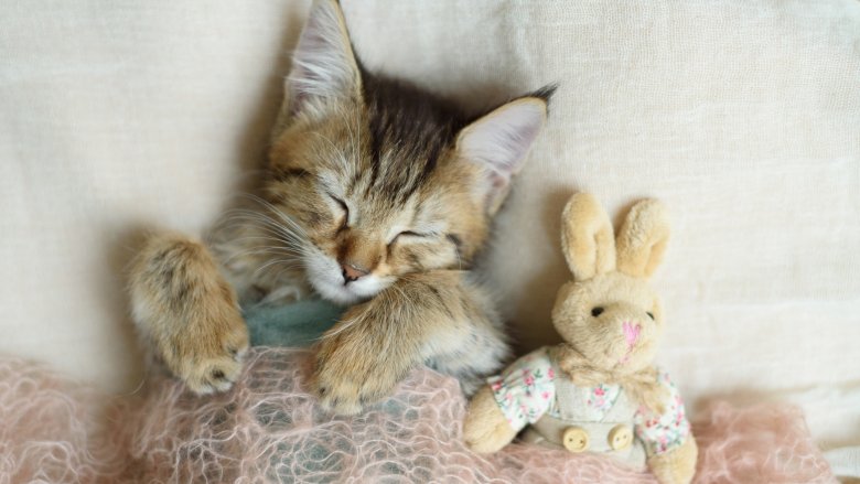 cat