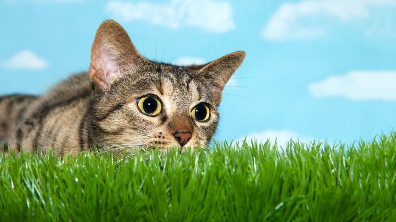 cat