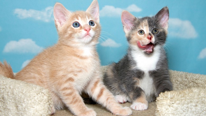 cats