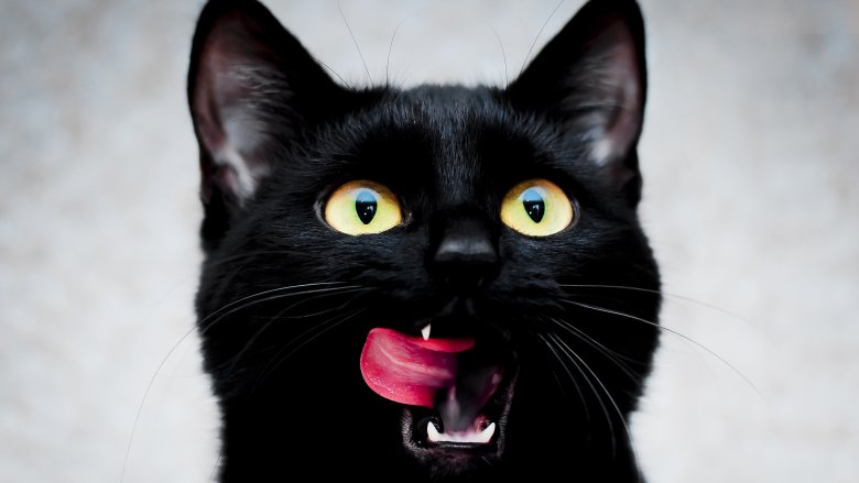 cat