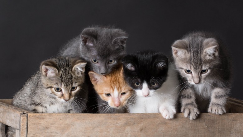 cats