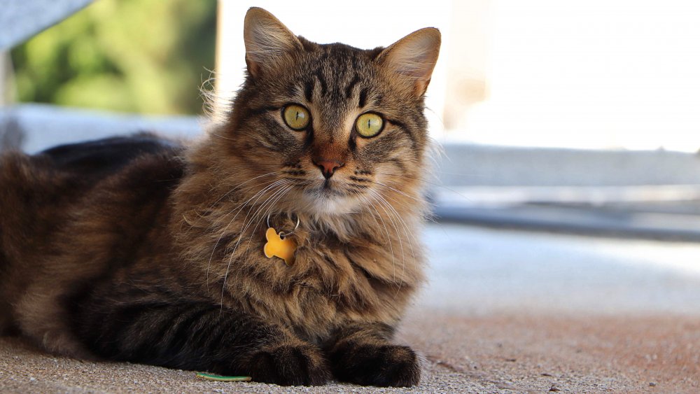 Cat wearing a collar