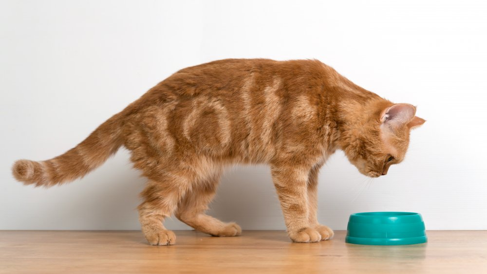Cat with bowl