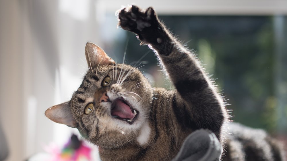 Cat playing