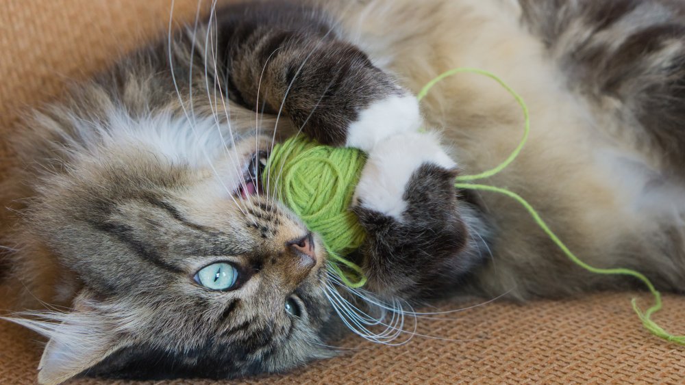 Cat playing with yarn