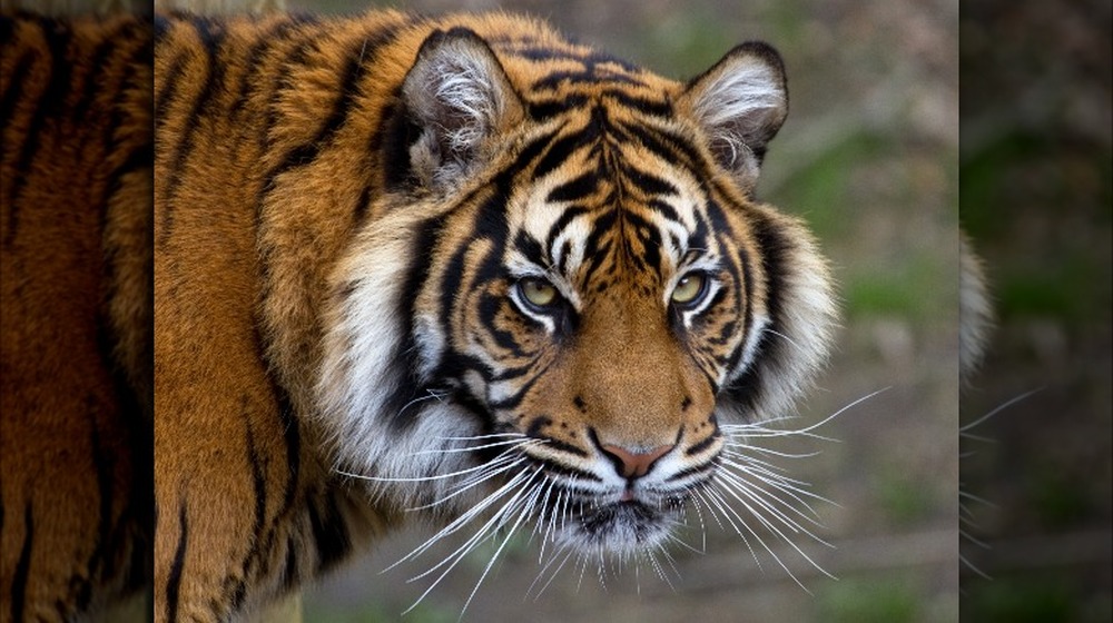Sumatran tiger, a critically endangered species