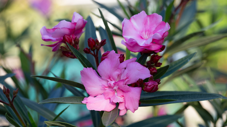 oleander with pink blossoms
